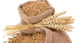 गहुँको मूल्यमा गिरावट, समर्थन मूल्य तोक्न किसानको आग्रह    