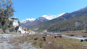 जलवायु परिवर्तनको प्रभाव : संकटमा चौँरीखर्क        