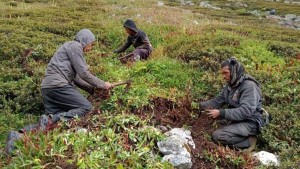 हुम्लाको चङ्खेलीमा बाह्रै महिना अवैध जडीबुटी सङ्कलन