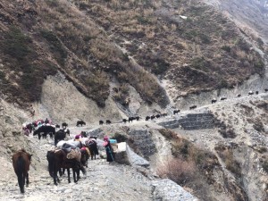 छेकम्पारवासी यार्सागुम्बा संकलन गर्न लेकतिर    