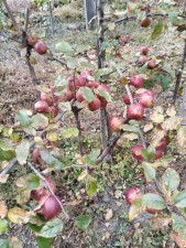 घुन्सा र फलेटारमा स्याउ फल्यो : व्यावसायिक खेतीको नयाँ सम्भावना उजागार   