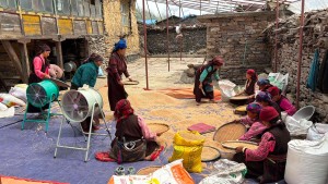 एघार महिनामा पाकेको गहुँ साइत जुराएर भित्र्याउँछन् चुमभ्यालीका किसान   