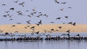 चितवनमा जलपक्षी गणना    