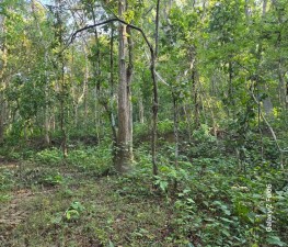 बाँकेमा दुई हजार ५७८ हेक्टर क्षेत्रमा चक्ला वन निर्माण        