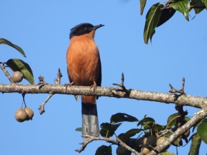 गुल्मीमा चरा प्रजातिको सङ्ख्या ३५५ पुग्यो   
