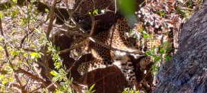 बैतडीमा थापिएको पासोमा चितुवा    