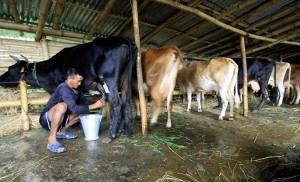दूध उत्पादनमा लागत बढ्यो, किसानले उचित मूल्य पाएनन्