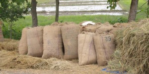 सरकारले निर्धारण गरेको समर्थन मूल्यभन्दा सस्तोमा धान बेच्दै किसान