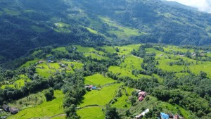 भोजपुरमा ९६ प्रतिशत रोपाइँ सम्पन्न   