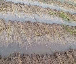 वर्षाले धानबालीमा क्षति भएपछि किसान चिन्तित   