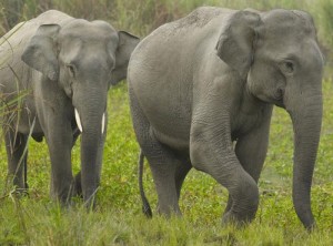 हात्तीको उपद्रो रोक्न भत्किएका विद्युतीय घेराबेरा मर्मत गरिँदै