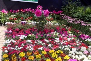 तेस्रो राष्ट्रिय ‘हर्टिकल्चर एक्स्पो’ सुरु    