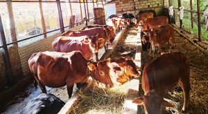 एउटै गोठमा ५७ वैदिक गाई संरक्षण   