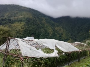 हुरी बतासले गुल्मीको गोलभेँडा खेतीमा क्षति    