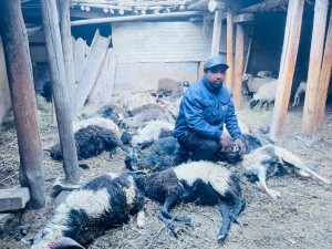 मुस्ताङमा हिउँ चितुवाको आक्रमणबाट १९ वटा भेडा मरे       