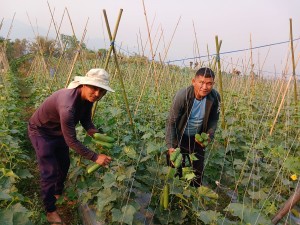 करिब दुई रोपनी जमिनमा लगाइएको काँक्रोखेतीबाट साढे दुई लाख कमाई
