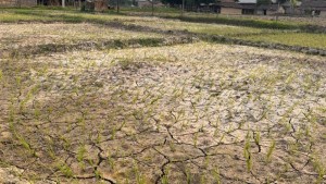 पानी नपर्दा सुक्न थाल्यो धान, चिन्तामा किसान        