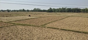 बाँकेमा खेतका फाँट धुलाम्मे   