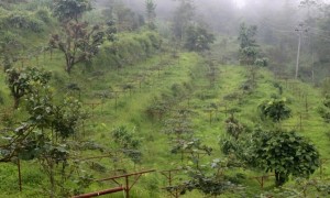 भोजपुर श्यामशिलाका अधिकांश किसान किवी खेतीमा   