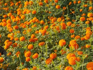 सामूहिक सयपत्री फूलखेतीमा महिला   