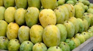 मालदह आँपको मूल्य दोब्बरले वृद्धि   