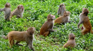 बाँदरपीडित किसानद्वारा गाउँपालिका कार्यालय घेराउ :  नियन्त्रण गर्न स्वयम्सेवक परिचालन गरिने