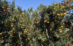 गोरखामा सुन्तला उत्पादन १५ प्रतिशत बढ्यो   