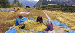 दशैँ सकिएसँगै किसान बाली भित्र्याउन व्यस्त    
