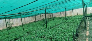 षडानन्दमा ‘गरिबी निवारणका लागि प्राङ्गारिक कफीखेती कार्यक्रम’   