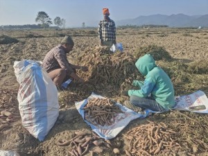 किसानलाई सखरखण्ड खन्नेदेखि बिक्रीका लागि भ्याइ नभ्याइ   