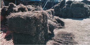 चिराइतोको मूल्यमा गिरावट आउँदा भोजपुरका किसान चिन्तित   