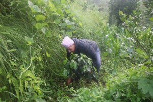 व्यावसायिक कफीखेतीमा रमाउँदै ‘देवीराम’   