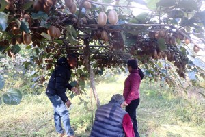 पकेट क्षेत्र निर्धारण गरेर किवीखेतीमा लगानी गर्दै पौवादुङमा   