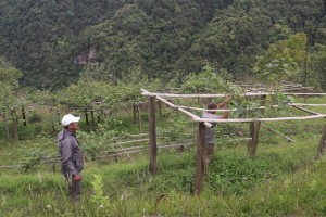व्यावसायिक किवीखेतीमा जुट्दै खावाका किसान