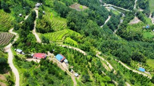 सिरदली-चौडेनी सडकको स्तरोन्नति   
