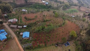 लुङ्गिनका किसान व्यावसायिक सुन्तला खेतीमा आकर्षित   