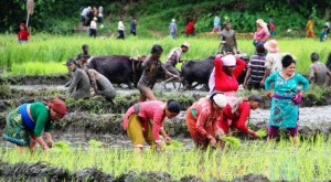 बेमाैसममा पनि पर्यटकलाई लोभ्याउँदै पोखराको असारे रोपाइँ महोत्सव       