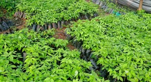 एक वर्षमै चार लाखभन्दा बढी सिप्लिकानका बिरुवा बिक्री   