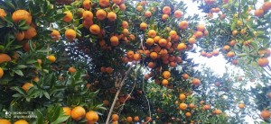 यस वर्ष पर्वतबाट ३२ करोडको सुन्तला निर्यात        