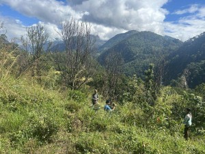 ‘पकेट’ क्षेत्रमै सुन्तलाका बोट सुकेपछि ...   