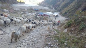 उधौली लागेसँगै भेँडाबाख्रा लिएर उधो झरे गोठाला        