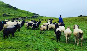 जुम्लामा भेडापालक किसानलाई गोठालो भत्ता    