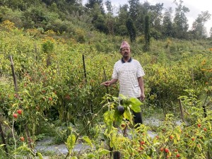 गाउँघरमै कृषि पेसाबाट मनग्य कमाइ