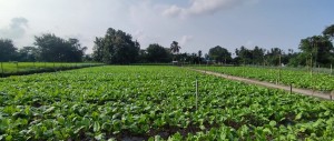 देउकुमारको कृषि फार्ममा तीस लाखको रायोको साग