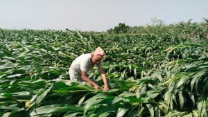 केरा खेतीको बिमा नहुँदा किसान मारमा   