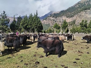 हिमपातपछि मुस्ताङका याकचौँरी बेँसीमा स्थान्तरण   