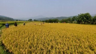 चैते धानको न्यूनतम समर्थन मूल्य कार्यान्वयन गर्न मन्त्रालयको आग्रह