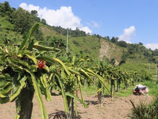 ड्रागन फ्रुटखेतीले देखाएको बाजुराको सम्भावना   