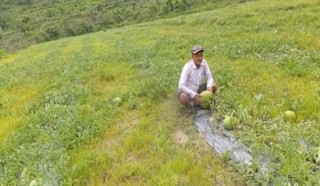 आचार्यको तरबुजाखेती अरुका लागि प्रेरणा