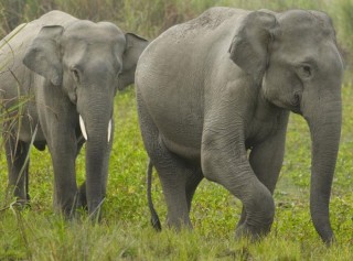 हात्तीको उपद्रो रोक्न भत्किएका विद्युतीय घेराबेरा मर्मत गरिँदै